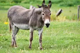 Comienzan a vender carne de burro en Argentina